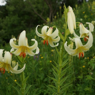 Lilium kesselringianum